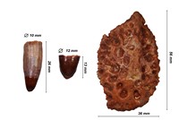 dents et plaque dermique-d'Elosuchus cherifiensis
